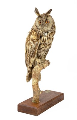 Lot 749 - Taxidermy: A long-eared owl (Asio otus).