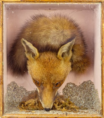 Lot 752 - Taxidermy. A late 19th/early 20th century fox head by W.H. Eva of Penzance.