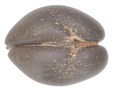 Lot 160 - A coco de mer nut (Lodoicea maldivica)