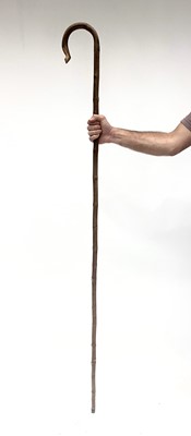 Lot 263 - A shepherd's crook. Height 168cm.