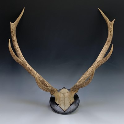 Lot 280 - A pair of four pointed Red Deer antlers...