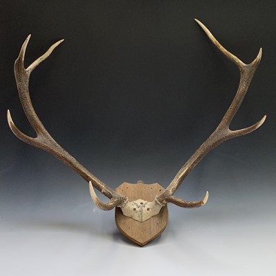 Lot 102 - A pair of four pointed Red Deer antlers...
