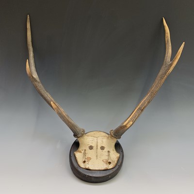 Lot 247 - A pair of three pointed Red Deer antlers...