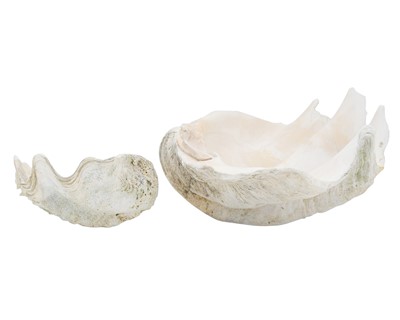 Lot 299 - Conchology.