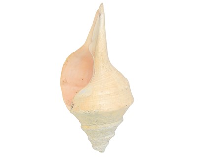 Lot 300 - Conchology.