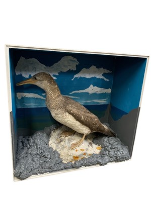 Lot 302 - Taxidermy.