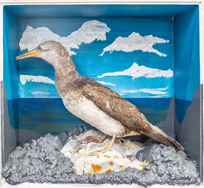 Lot 302 - Taxidermy.