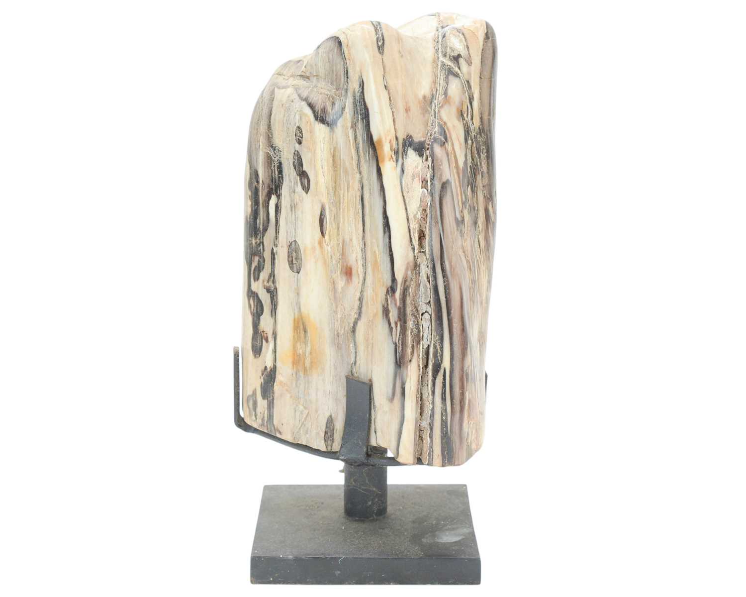 Lot 36 - Petrified wood specimen.