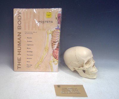 Lot 233 - An Adam Rouilly Model Skull and Human Body...