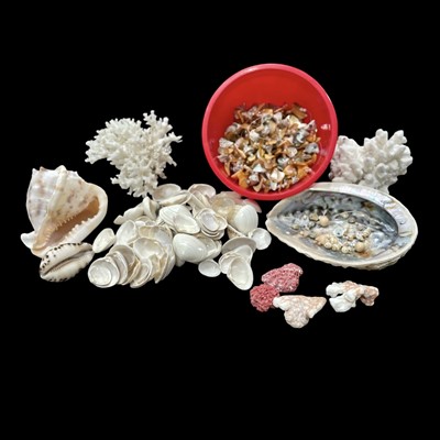 Lot 241 - A selection of shells and coral.