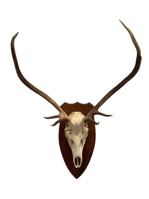 Lot 140 - Deer skull and antlers, mounted on a wooden...