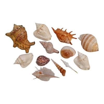 Lot 132 - A collection of seashells.