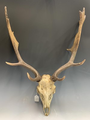 Lot 108 - Antlers with scull