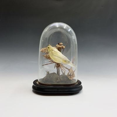 Lot 140 - Taxidermy - A Victorian display, a yellow...