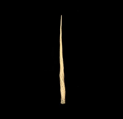 Lot 600 - A 19th century Narwhal (Monodon monceros) tusk,...