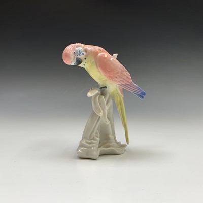 Lot 809 - A Karl Ens porcelain model of a budgerigar,...