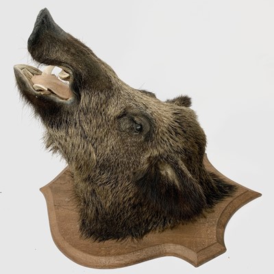 Lot 79 - Taxidermy - A wild boar's head on shield shape...