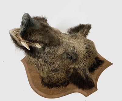 Lot 79 - Taxidermy - A wild boar's head on shield shape...