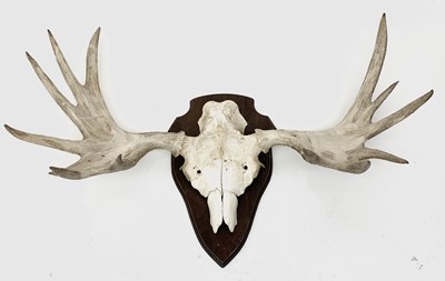 Lot 74 - A Set of Swedish moose antlers on shaped mount,...