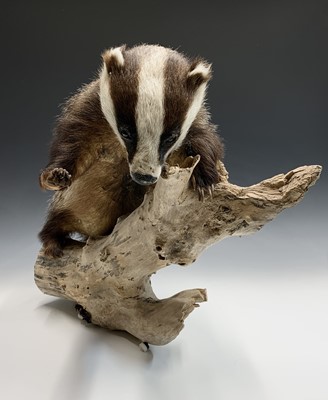 Lot 388 - A taxidermy study of a badger on a log....