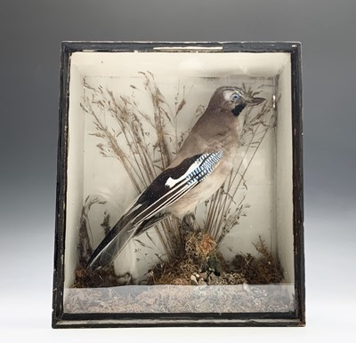 Lot 177 - Taxidermy - A Victorian display, a jay on a...