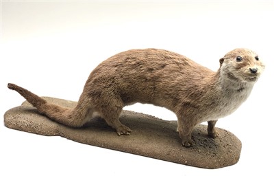 Lot 170 - A taxidermy model of an otter, on naturalistic...