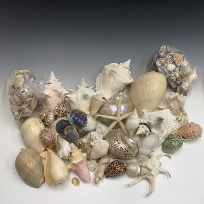 Lot 246 - Conchology - a large collection of assorted...