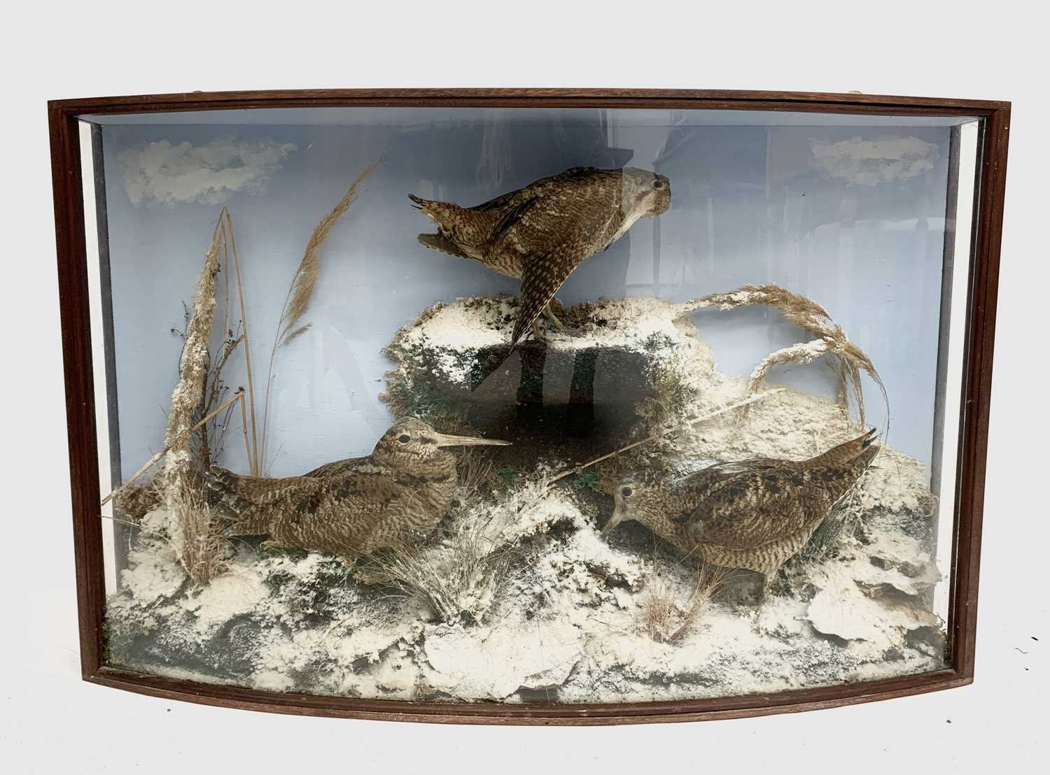 Lot 555 - A late 19th/early 20th century taxidermy study...