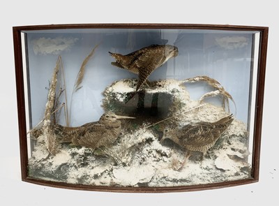 Lot 555 - A late 19th/early 20th century taxidermy study...