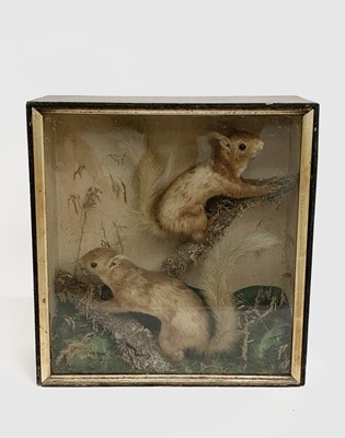 Lot 556 - A Victorian taxidermy study of two red...