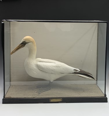 Lot 683 - An early 20th century taxidermy study of a...