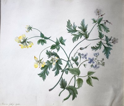 Lot 1428 - Botanical watercolours four framed works, Two...