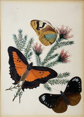 Lot 1429 - Lepidopterology interest, in the manner of...