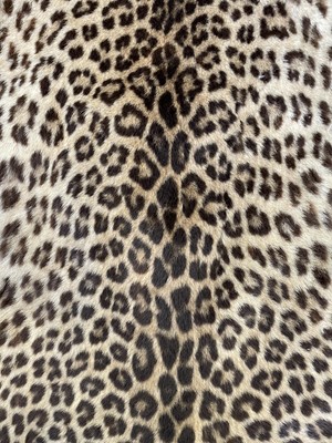 Lot 317 - An Indian leopard skin rug, by Van Ingen & Van...