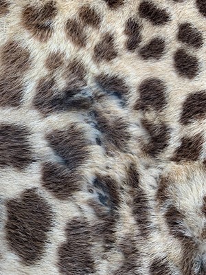 Lot 317 - An Indian leopard skin rug, by Van Ingen & Van...