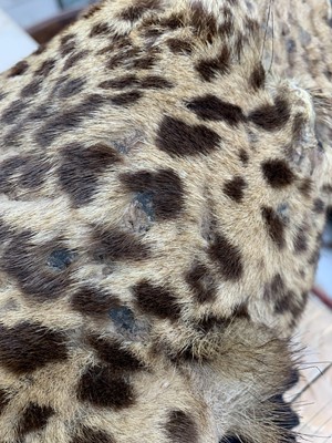 Lot 317 - An Indian leopard skin rug, by Van Ingen & Van...