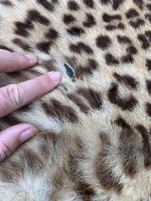 Lot 317 - An Indian leopard skin rug, by Van Ingen & Van...