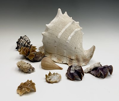 Lot 245 - Conchology - A collection of assorted shells,...