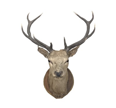 Lot 9 - A taxidermy ten point stag's head, early 20th...