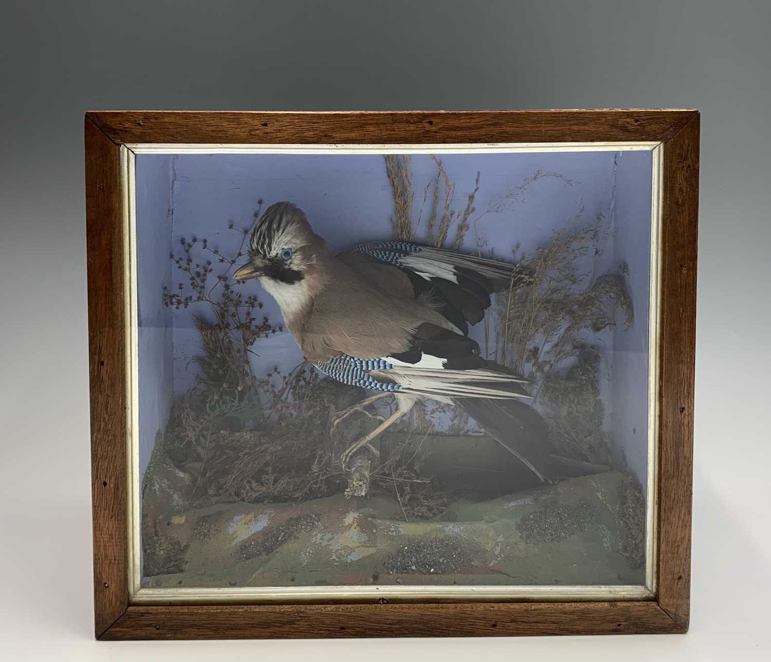 Lot 7 - A Victorian taxidermy display, a jay on a...