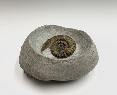 Lot 268 - A Jurassic ammonite, width 20cm, another...