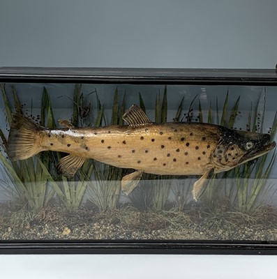 Lot 302 - Taxidermy, A brown trout, preserved in a...