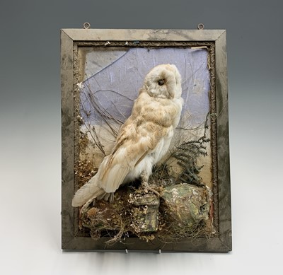 Lot 510 - Victorian Taxidermy - A stuffed owl...