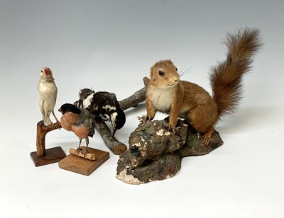 Lot 309 - Taxidermy, a red squirrel, mounted on a...