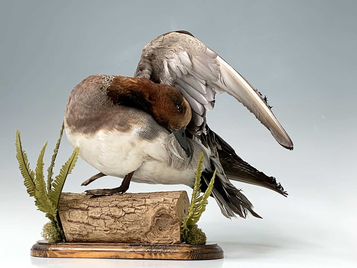 Lot 314 - Taxidermy, A widgeon, preserved on a log...