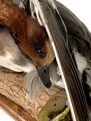 Lot 314 - Taxidermy, A widgeon, preserved on a log...