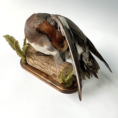 Lot 314 - Taxidermy, A widgeon, preserved on a log...