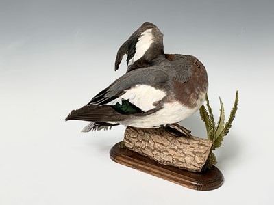 Lot 314 - Taxidermy, A widgeon, preserved on a log...