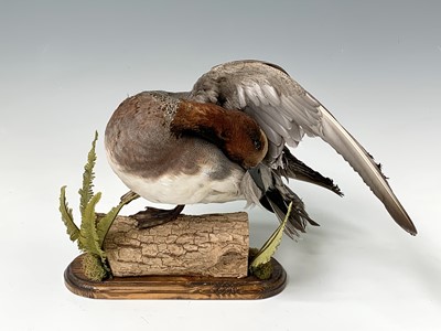 Lot 314 - Taxidermy, A widgeon, preserved on a log...