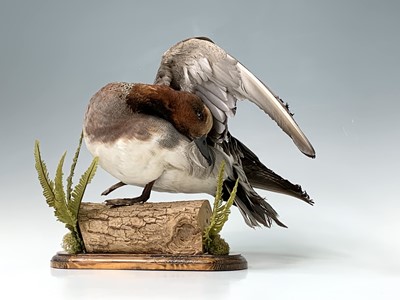 Lot 314 - Taxidermy, A widgeon, preserved on a log...